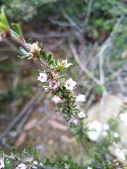 Boronia pilosa