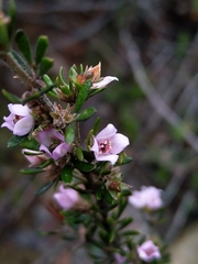 Boronia pilosa