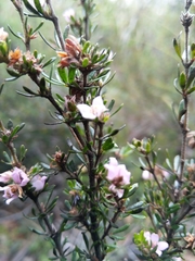Boronia pilosa