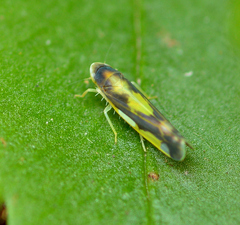 Eupteryx flavoscuta