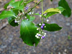 Melicytus macrophyllus