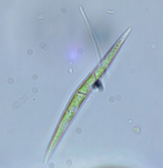 Selenastraceae