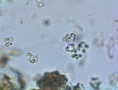 Selenastraceae