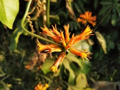 Gurania lobata