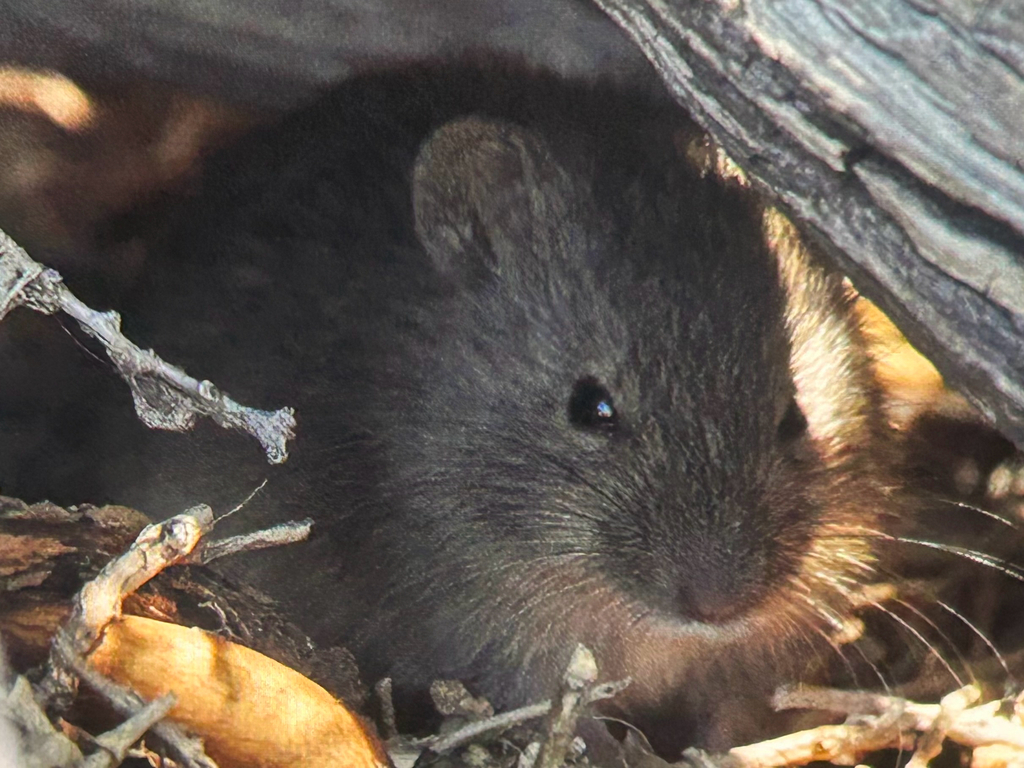 Intelligent Grass Mouse