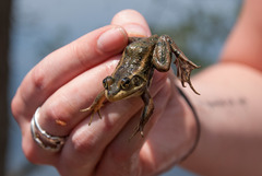 Lithobates virgatipes