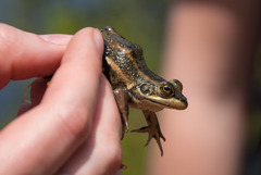 Lithobates virgatipes
