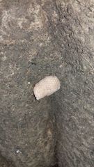 Pomacea catemacensis