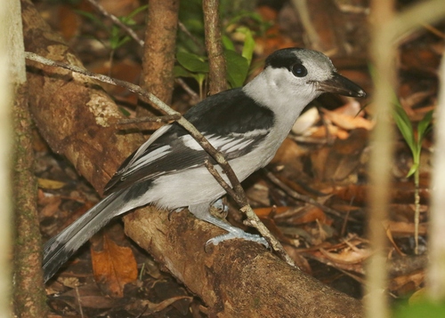 iNaturalist image