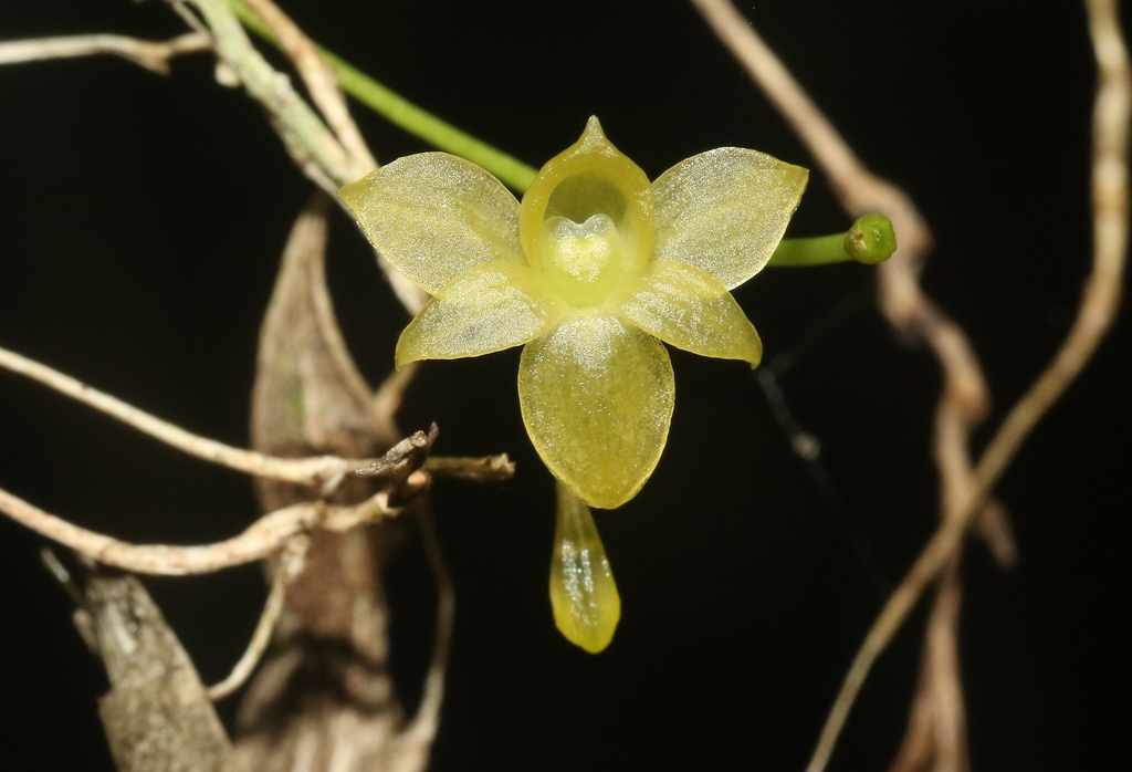 Angraecum ochraceum (Ridl.) Schltr. 3
