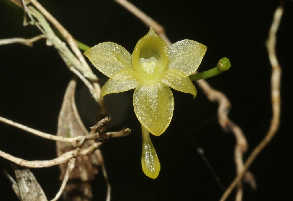 Angraecum ochraceum (Ridl.) Schltr. 4