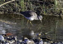 Tringa melanoleuca
