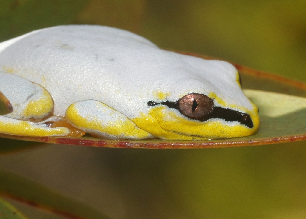 Blue-back Reed Frog from Brickaville, Madagascar on January 30, 2026 at ...