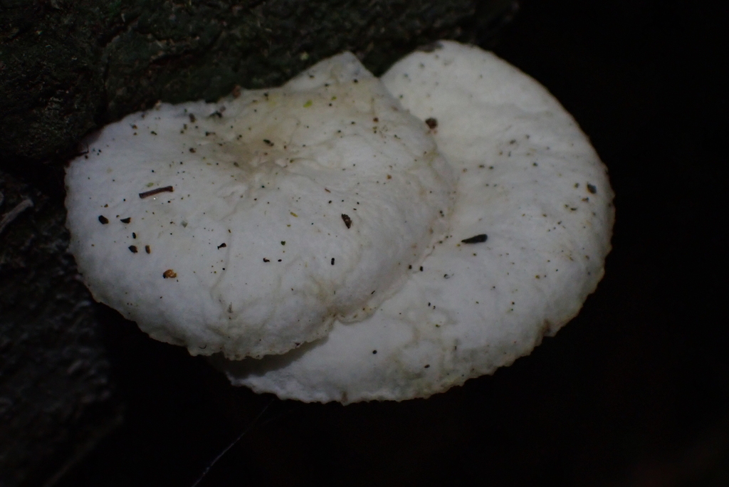 Oudemansiella australis · February 2026 · photo: © berardom (iNaturalist, cc-by)