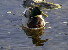 Anas platyrhynchos