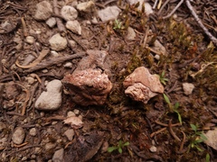 Hydnotrya