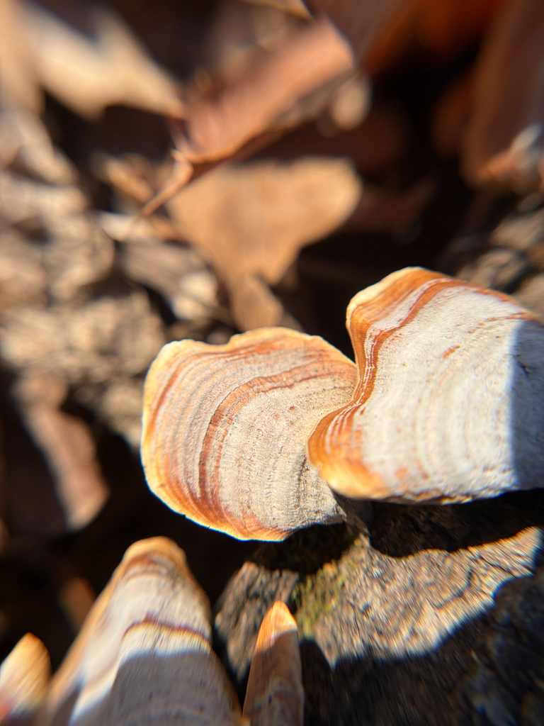 Stereum lobatum · February 2026 · photo: © kefreecomo (iNaturalist, cc-by)