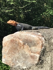 Agama dodomae