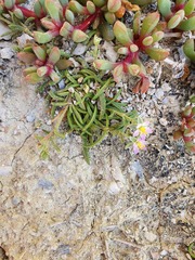 Spergularia tasmanica
