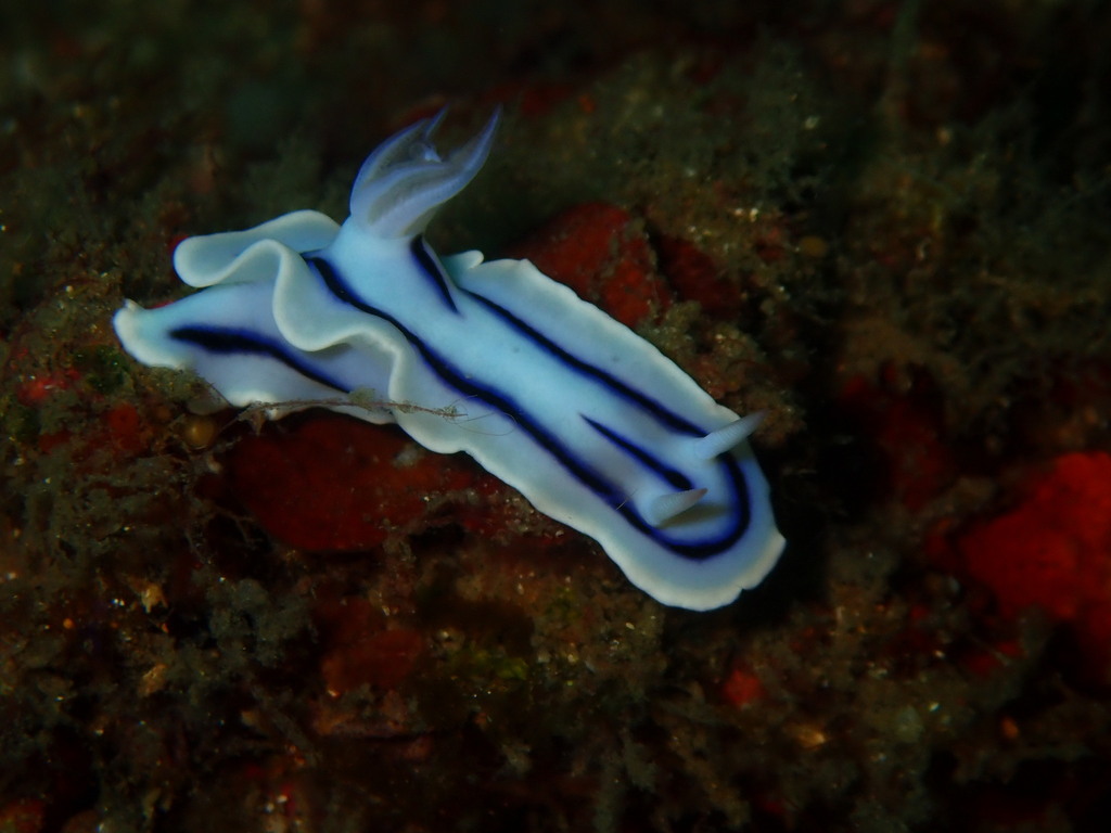 Pyjama Rainbow Dorid (Chromodoris lochi)