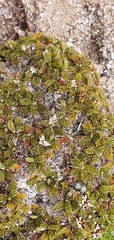Anisotome imbricata