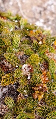 Anisotome imbricata