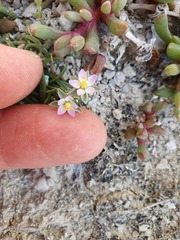 Spergularia tasmanica