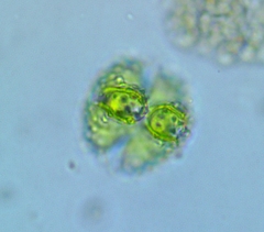 Staurastrum claviferum