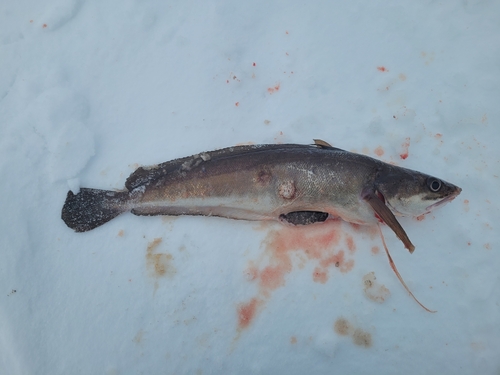 Red hake (Urophycis chuss) — Phycidae