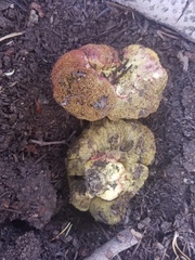 Gastroboletus