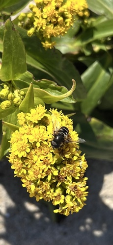 Unknown species found near Charlestown, RI, US
