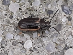 Microtheca ochroloma