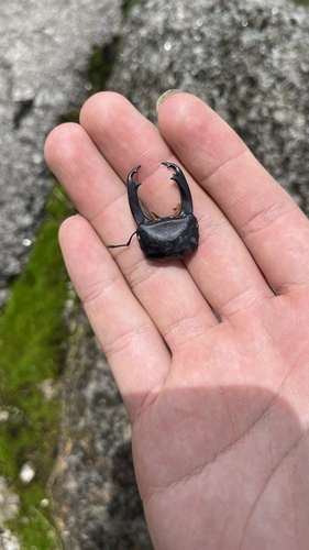 Dorcus hirticornis hirticornis