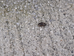 Microtheca ochroloma