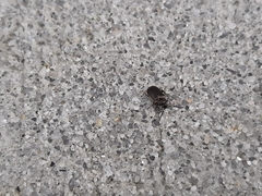 Microtheca ochroloma