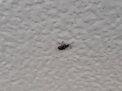 Microtheca ochroloma