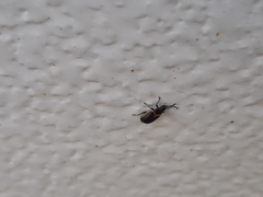 Microtheca ochroloma