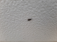 Microtheca ochroloma