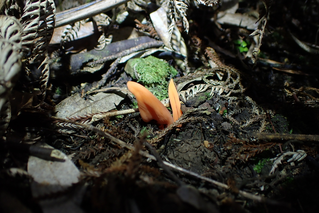 Clavulinopsis sulcata · February 2026 · photo: © berardom (iNaturalist, cc-by)
