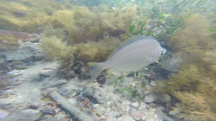 Parequula melbournensis