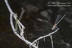 Calopteryx dimidiata