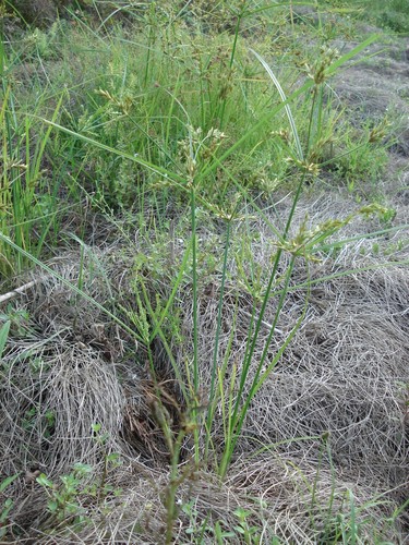 Ricefield flatsedge (Cyperus iria)