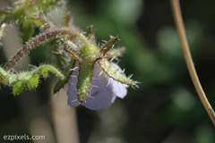Pholistoma auritum arizonicum