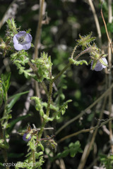 Pholistoma auritum arizonicum