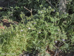 Pholistoma auritum arizonicum