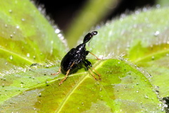 Trachelophorus madegassus