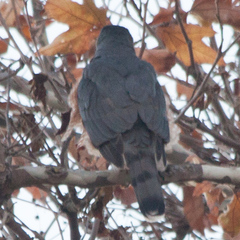 Accipiter cooperii