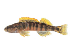 Halloween Darter photo 5