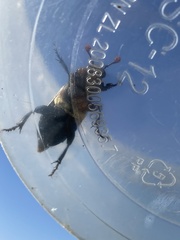 Nicrophorus guttula