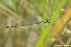 Mortonagrion falcatum